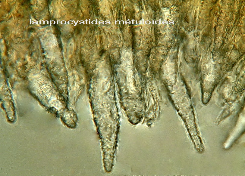 CrostaGrigiastraSuGinepro-foto6168(Peniophora junipericola)